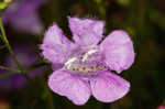 Slenderleaf false foxglove